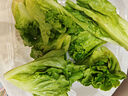【富硒】生菜苗200g 曬單實(shí)拍圖
