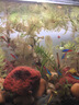 紅綠燈魚(yú)小型熱帶燈科魚(yú)活體草缸群游魚(yú)觀(guān)賞魚(yú)寶蓮燈斑馬魚(yú)孔雀魚(yú) 1.5cm長(cháng)尾櫻桃燈5條送1條備損 曬單實(shí)拍圖