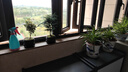 八芽文竹盆栽植物室內客廳中式禪意盆景好養綠植辦公室擺件創(chuàng  )意花卉 禪意盆文竹-含密胺托盤(pán) 帶盆栽好 曬單實(shí)拍圖