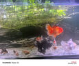 備能 日本黃粉魚(yú)藥爛尾爛肉魚(yú)用白點(diǎn)凈水霉病頭洞魚(yú)缸專(zhuān)用殺菌藥劑50g 曬單實(shí)拍圖