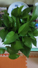 雙盟綠蘿盆栽除甲醛花卉綠植辦公室180款加侖自吸水盆8盆裝源頭直發(fā) 曬單實(shí)拍圖
