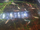 YEE魚(yú)飼料豐年蝦卵脫殼卵幼魚(yú) 小型魚(yú) 熱帶魚(yú)魚(yú)糧魚(yú)食140g/瓶 曬單實(shí)拍圖