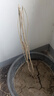 流蘇樹苗盆栽四季開花濃香四季好養(yǎng)室內(nèi)外植物陽臺(tái)庭院觀花卉綠植 新品【夢(mèng)幻】耐寒耐熱 熱銷款：八年樹狀獨(dú)桿-當(dāng)年開花爆滿【包活】 曬單實(shí)拍圖