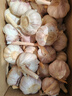 精選新鮮山東大蒜干蒜多瓣蒜頭蔬菜批發(fā)產(chǎn)地直發(fā)大蒜頭 優(yōu)選 5斤 (果徑≥3.5cm) 曬單實拍圖
