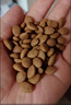 皇家幼貓貓糧 幼貓奶糕 K36 通用糧 4-12月 2KG 曬單實(shí)拍圖
