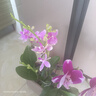 歐芽  蝴蝶蘭盆栽帶花劍蘭花大苗客廳室內植物耐寒花卉好養活 雙梗帶花【紫水晶+育苗盆】 曬單實(shí)拍圖