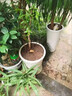 棗樹活苗沾化冬棗苗樹帶土球南方種植冰糖大棗樹苗當(dāng)年結(jié)果 【國光棗2棵裝】-精選6年苗（當(dāng)年結(jié)果） 81cm(含)-110cm(含) 曬單實拍圖
