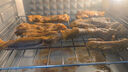 邊塞風(fēng)鹽池灘羊手抓羊肉 凈重2斤 寧夏灘羊肉生鮮 手把肉 曬單實(shí)拍圖