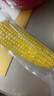 京鮮生東北黃糯玉米棒200g×8根 甜黏玉米 多種包裝隨機發(fā)貨 源頭直發(fā) 曬單實拍圖