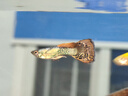 寵小俠純種孔雀魚(yú)觀(guān)賞魚(yú)好養耐活淡水小型魚(yú)熱帶魚(yú)鳳尾熱帶魚(yú)小魚(yú)苗 練手孔雀2-3cm60條（40送20備損 曬單實(shí)拍圖