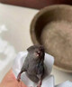 天鵬老鼠藥三步到一聞就死一窩端神器正宗特效家用室內(nèi)外超強力滅耗子 老鼠藥三步到一聞就死一窩端1袋 曬單實拍圖