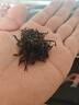 采茶伯茶葉 金駿眉紅茶500g 濃香蜜香2025新茶武夷黃芽葉袋裝送禮自己喝 曬單實拍圖