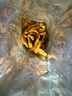 島城鵬程五花肉散條脂渣100g嘗鮮裝青島特產(chǎn)香脆生酮零食豬油渣源頭直發(fā) 曬單實(shí)拍圖