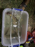 龍王恨野戰藍鯽香腥釣魚(yú)餌料鯽魚(yú)餌野釣水庫江河春夏秋冬季釣魚(yú)餌 龍王恨藍鯽-青春版300g 曬單實(shí)拍圖