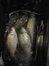川澤羅非蘆葦魚漂高靈敏短腳細長身輕口猾口底釣醒目鯽魚黑坑魚漂 LW01-1(大棚猾口,吃鉛0.77g) 高靈敏陳年蘆葦 曬單實拍圖