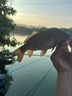 羚特魚(yú)竿支架炮臺支架碳素競技海桿支架釣魚(yú)架大物支架-顏色隨機發(fā)貨 3m 櫻花粉碳素支架+羊角頭+后掛 曬單實(shí)拍圖