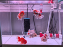 創(chuàng  )寧魚(yú)缸變頻加熱棒 CN-555-500W 自動(dòng)恒溫 烏龜小型迷你加溫器 曬單實(shí)拍圖