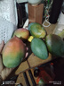 庾豐海南芒果新鮮現(xiàn)摘芒果孕婦水果 熱帶整箱當(dāng)季大青皮芒果 需催熟 5斤甄選裝（凈重4.5斤） 曬單實拍圖