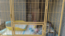 京喜自營(yíng)-專(zhuān)用品牌狗籠子室內帶廁所中大型犬加固狗屋送貨上門(mén) 加固款黃色【95*64*79】 曬單實(shí)拍圖