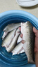 靠森（Kaooseen）料七號鯪魚(yú)專(zhuān)攻廣東野釣配方套餐斬鯪魚(yú)餌窩料誘鯪魂釣魚(yú)專(zhuān)用餌料 幸運七土鯪-腥味 曬單實(shí)拍圖