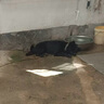 古井貢酒 年份原漿古20 濃香型白酒 52度 500ml*2瓶 雙瓶裝 曬單實拍圖