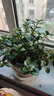 四季常青金魚花吊蘭盆栽室內(nèi)綠植花卉多肉植物發(fā)財(cái)樹好養(yǎng)易活客廳 金魚吊蘭【整盆20-30顆】原盆土 曬單實(shí)拍圖