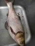 速聚達(dá)鰱鳙方塊餌料天元鄧剛推薦野釣專用精準(zhǔn)霧化多味快速誘魚爆戶神器 紅蟲腥香味 3包【買二送一】霧化快持久 曬單實(shí)拍圖