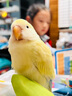 夢(mèng)茜兒（MEXEMINA）鸚鵡幼仔手養牡丹雛鳥(niǎo)親人幼鳥(niǎo)活體寵物鳥(niǎo)松石薰衣草紫伊莎紫羅蘭 蘋(píng)果綠澳桂(贈奶粉喂奶工具) 曬單實(shí)拍圖