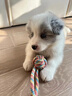 純種隕石邊牧幼犬邊境牧羊犬活體七白三通黑白金邊中型犬寵物小狗 血統(tǒng)級(jí) 隕石色 公 曬單實(shí)拍圖