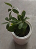 懶人水培綠植九里香綠蘿文竹室內(nèi)易養(yǎng)凈化空氣花卉盆栽植物花卉 鴨腳木1顆【不含盆】土培水培皆可10-15cm 曬單實拍圖