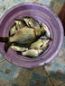 赤尾青餌料超濃腥型釣鯽魚(yú)鯉魚(yú)草魚(yú)鳊魚(yú)鰱鳙黑坑野釣通殺四季通用 1袋裝【快速誘食】體驗裝 曬單實(shí)拍圖