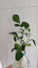 特價懶人水培綠植九里香綠蘿文竹室內(nèi)易養(yǎng)凈化空氣花卉盆栽 九里香5顆【不含盆】土培水培皆可10-15cm 曬單實拍圖