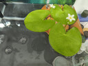 水培一葉蓮浮萍迷你水草凈化水質(zhì)魚(yú)缸造景睡蓮花水生水養花卉植物 一葉蓮 【3片裝】尺寸8-11厘米 曬單實(shí)拍圖