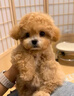 純種泰迪犬馬爾泰幼崽寵物狗狗茶杯犬黃白色香檳泰迪小型 寵物級 公 曬單實(shí)拍圖