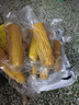 東北黃糯玉米 早餐主食代餐粘苞米棒 單棒均重180g加熱即食一整箱 黃糯180g*10棒 曬單實(shí)拍圖