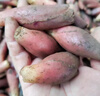 2025年湖北恩施食用新鮮陽(yáng)荷姜洋荷洋河姜洋霍茗荷洋藿產(chǎn)地 500g 曬單實(shí)拍圖