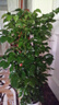 幸福樹(shù)客廳盆栽大型老樁綠植室內平安樹(shù)盆景吸甲醛植物四季好養 叢生幸福樹(shù)60-70厘米+白色螺紋樹(shù)脂盆 曬單實(shí)拍圖