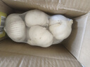 大蒜頭出口品質(zhì)網(wǎng)兜紫蒜蔬菜調料新鮮大果燒烤火鍋食材 【精品網(wǎng)兜裝】1斤裝 450g 曬單實(shí)拍圖