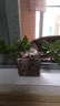 小盆梔子花盆栽四季開花不帶花苞室內(nèi)綠蘿水培花卉綠植物好養(yǎng)易活 低配款：15-20cm【2株】當年少量開花 濃香型梔子花【帶花苞】10天開花 曬單實拍圖