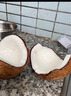 鮮友季海南老椰子毛椰子椰皇黑椰子肉厚煲湯榨汁椰蓉椰子 4枚（單果1斤起） 曬單實(shí)拍圖
