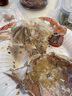 梭子蟹鮮活特大野生舟山大螃蟹海鮮新鮮冷凍海蟹水產(chǎn)飛蟹白蟹順豐 7-9兩/只 【凈重5斤特大梭子蟹】 曬單實(shí)拍圖