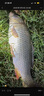 龍王恨野戰藍鯽老版釣魚(yú)餌料老三樣餌料正品野釣魚(yú)餌料通殺窩料餌 野戰藍鯽300g【一包】 曬單實(shí)拍圖
