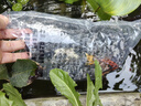 錦鯉魚(yú)活體觀(guān)賞魚(yú)活魚(yú)小型易養冷水淡水魚(yú)小魚(yú)苗錦鯉金魚(yú)好看錦鯉 6-8cm 六色錦鯉套餐6條 曬單實(shí)拍圖