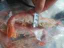 【產地直采】新疆庫爾勒香梨 約900g 單果100g+ 曬單實拍圖