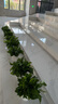 雙盟綠蘿盆栽除甲醛花卉綠植辦公新房?jì)艋諝?80龍蛋光面4盆源頭直發(fā) 曬單實(shí)拍圖