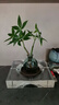 八芽發(fā)財樹(shù)小盆栽花卉水培植物客廳桌面綠植室內四季招財樹(shù)辦公室好養 雙桿發(fā)財樹(shù)-小藍瓶-含紫砂托 含盆 曬單實(shí)拍圖