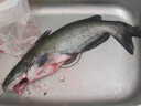 其他品牌鮮活叉尾鮰魚(yú)1條（1-1.5kg/條） 曬單實(shí)拍圖
