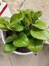 碧玉新品紅邊四季常青室內花卉綠植開(kāi)花植物凈化濃香型盆栽 碧玉【紅色】6-8頭重瓣濃香型 塑料盆栽好 3個(gè)周期開(kāi)花 曬單實(shí)拍圖