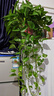 雙盟綠蘿盆栽除甲醛花卉綠植辦公室新房?jì)艋諝?60白2盆源頭直發(fā) 曬單實(shí)拍圖