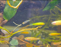 森森 超白玻璃智能桌面魚缸一體缸自循環(huán)HE-480 曬單實拍圖